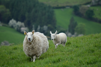 ireland sheep nature-2396309_1920